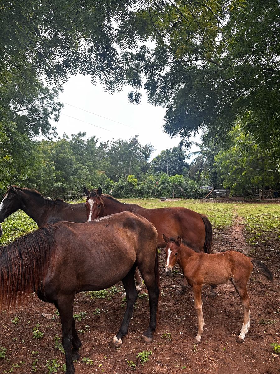 Rescued horses together in a safe pasture through Heartbeats and Hoofbeats